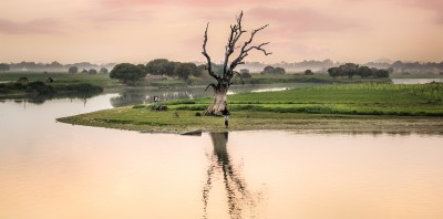 Dead Tree under sun set-4536-