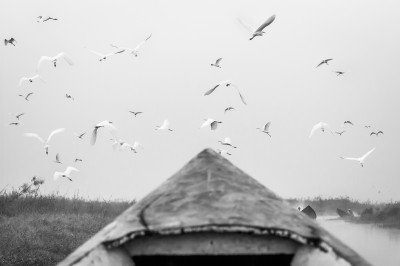 Flying Birds over the Lake Inle Lake-5116--2